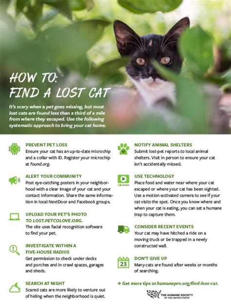 odds of finding a lost cat after a week|How To Find A Lost Cat: 15+ Tips To Retrieve A Missing Cat .